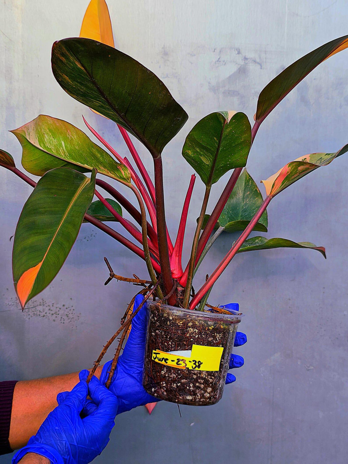 Yellow Congo Philodendron Variegated Live Plant - Large Form (June-23-38)