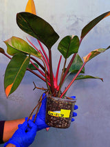 Yellow Congo Philodendron Variegated Live Plant - Large Form (June-23-38)