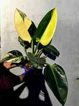 Variegated Philodendron Green Congo Original - Large Form (June-23-57)