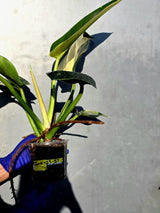 Variegated Philodendron Green Congo Original - Large Form (June-23-57)