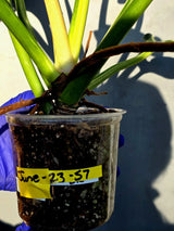 Variegated Philodendron Green Congo Original - Large Form (June-23-57)