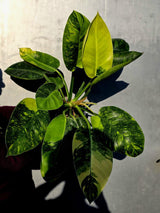 Philodendron Green Congo Hybrid Variegated -Large Form  (June-23-58)