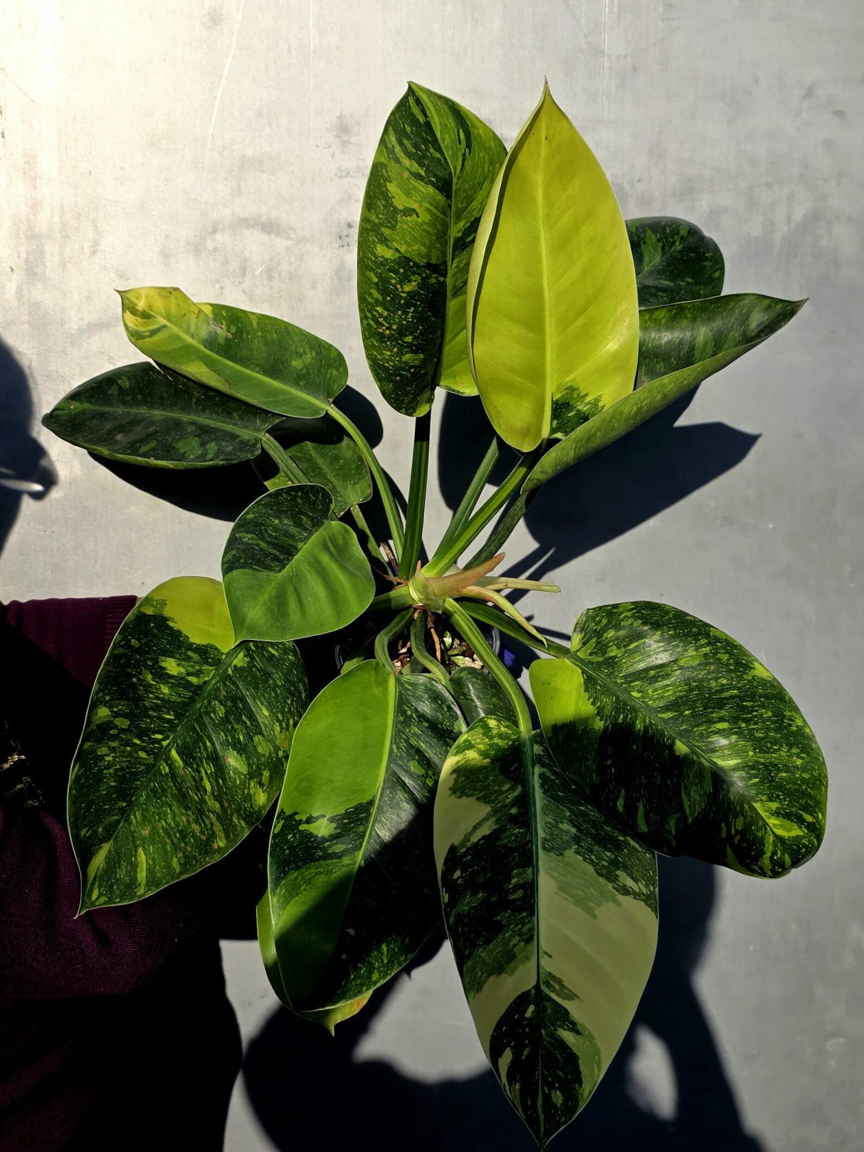 Philodendron Green Congo Hybrid Variegated -Large Form  (June-23-58)