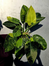 Philodendron Green Congo Hybrid Variegated -Large Form  (June-23-58)
