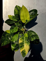 Philodendron Green Congo Hybrid Variegated -Large Form  (June-23-58)