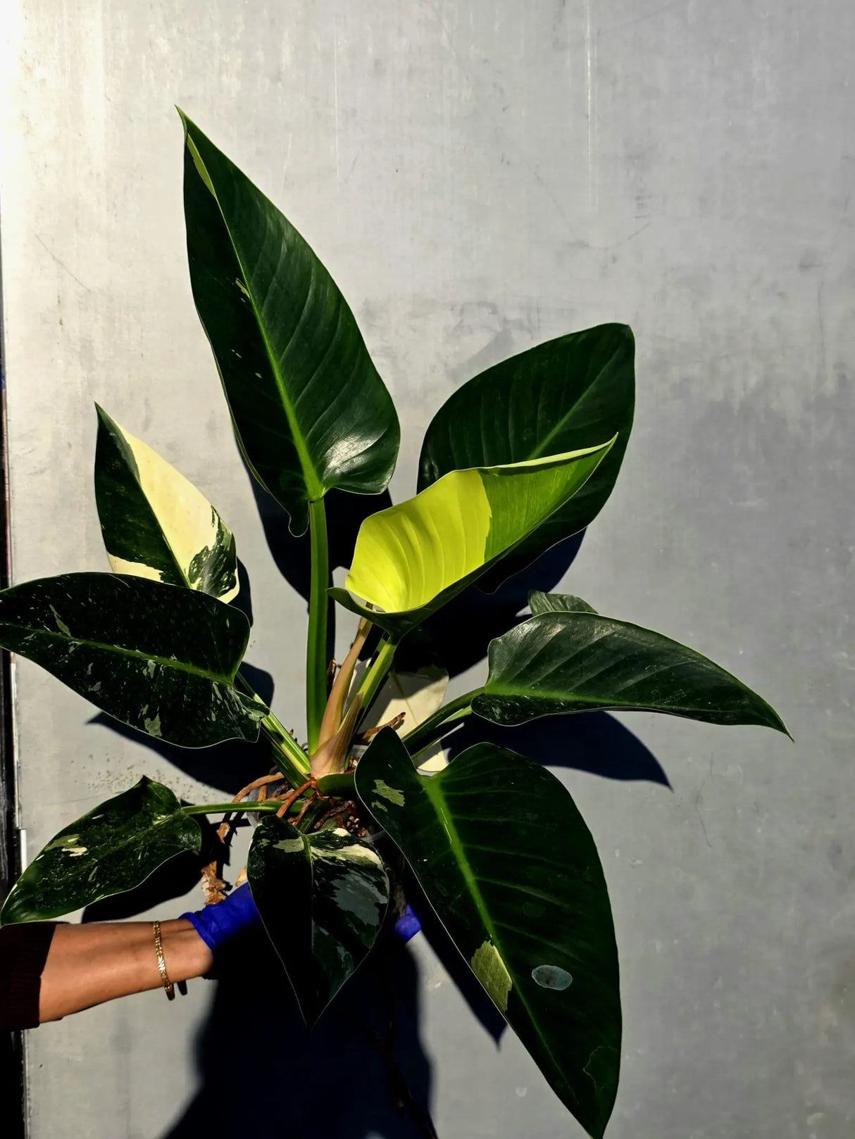 Variegated Philodendron Green Congo Original - Large Form (June-23-56)