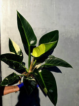 Variegated Philodendron Green Congo Original - Large Form (June-23-56)