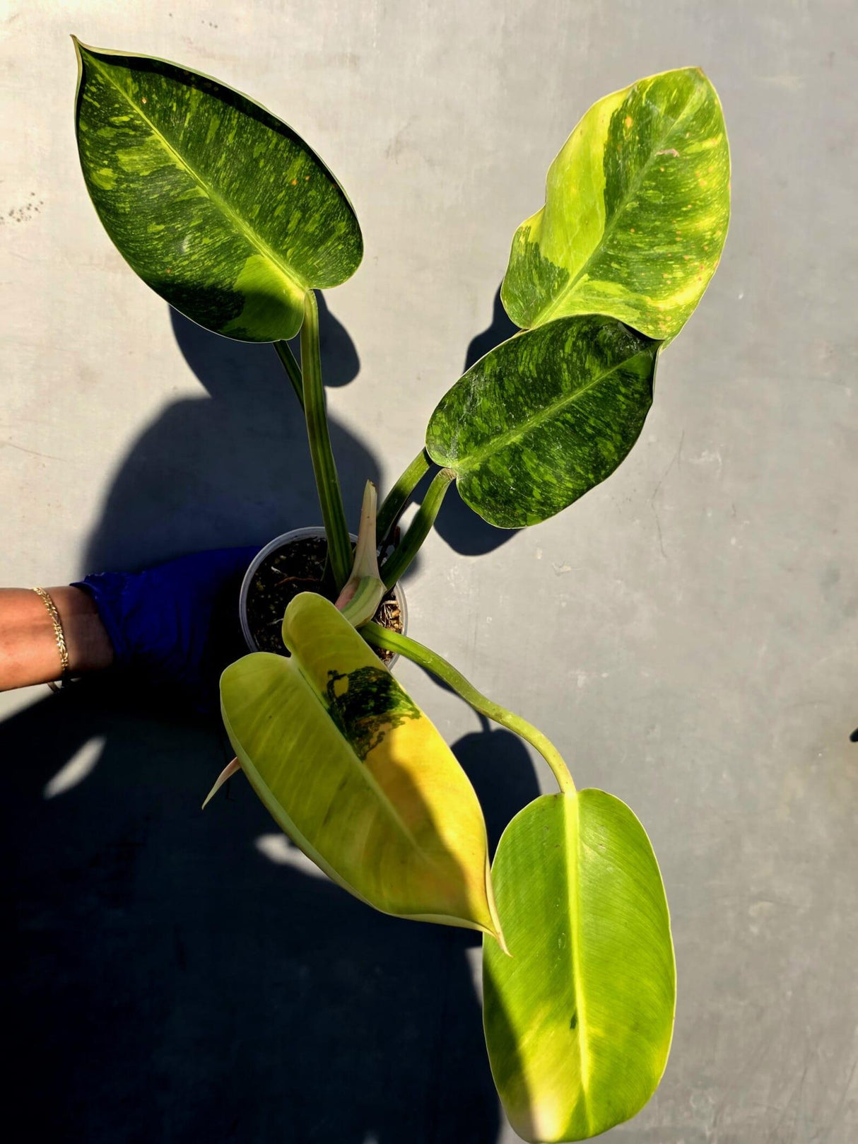 Philodendron Green Congo Hybrid Variegated -(June-23-53)