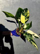Variegated Philodendron Green Congo Original - (June-23-55)