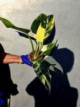 Variegated Philodendron Green Congo Original - (June-23-55)