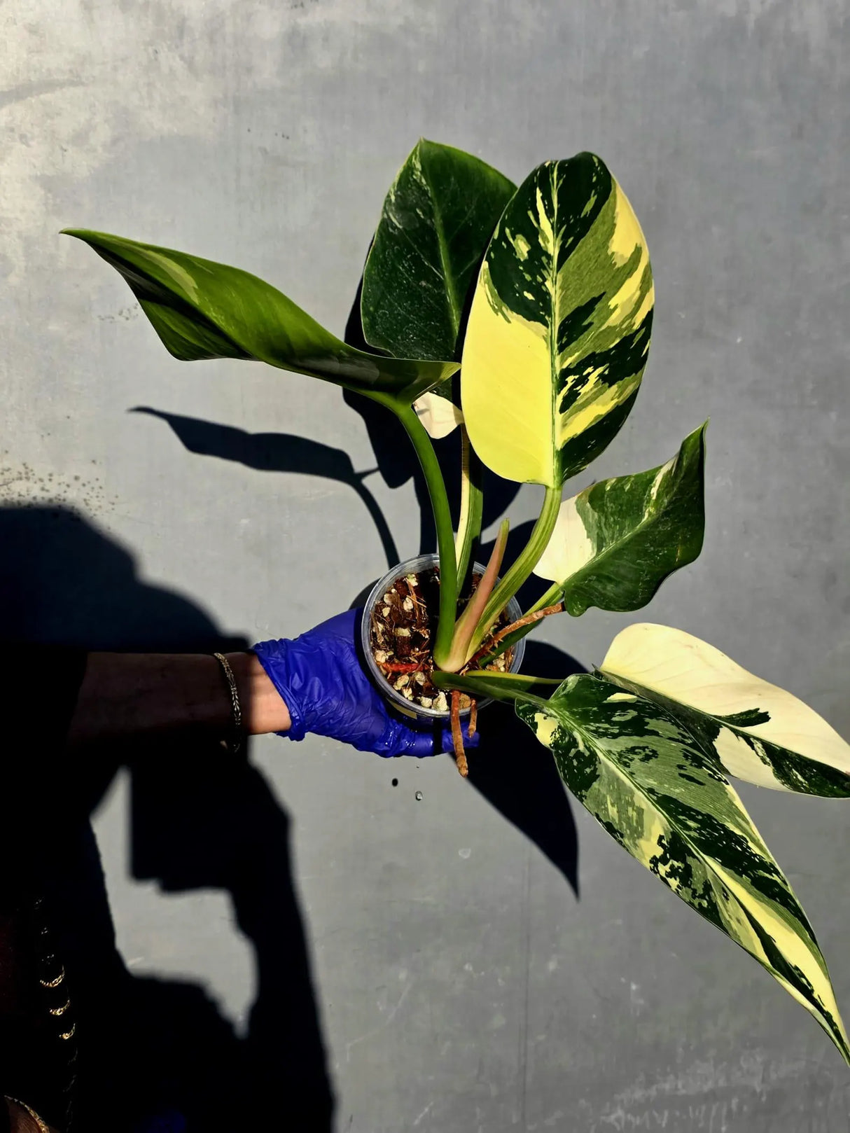 Variegated Philodendron Green Congo Original - (June-23-55)