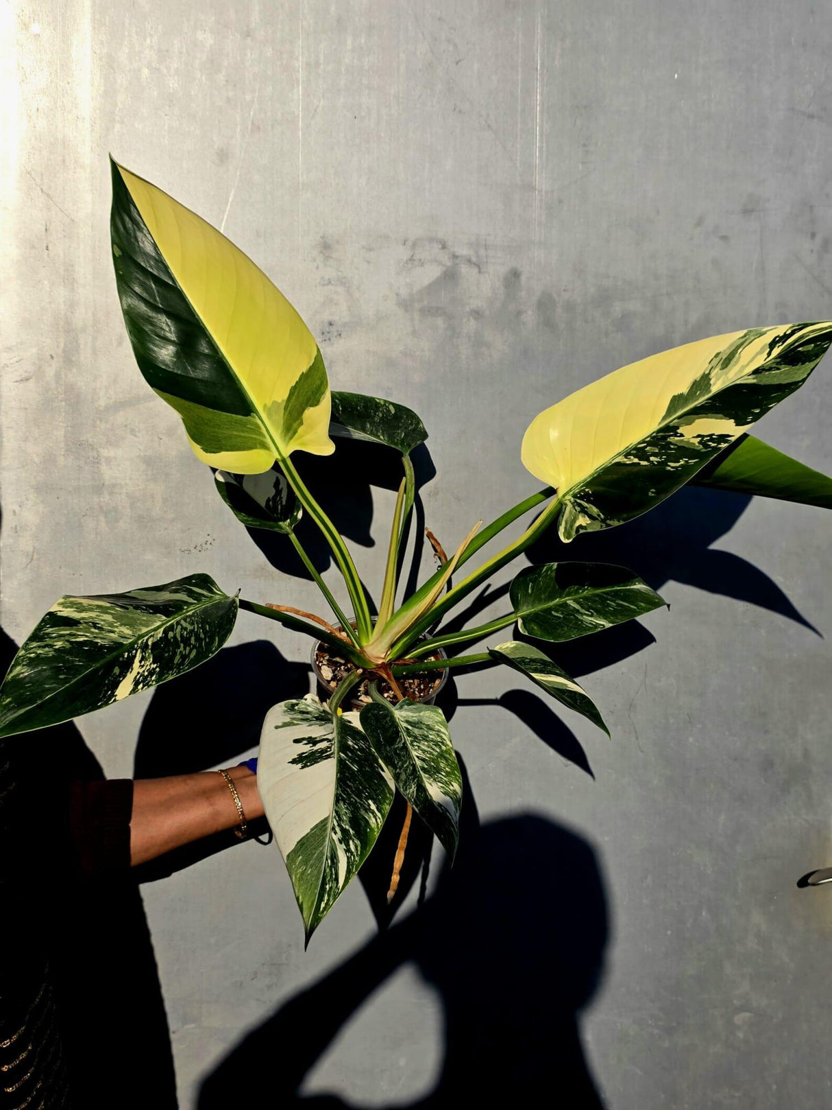 Variegated Philodendron Green Congo Original - Large Form (June-23-54)
