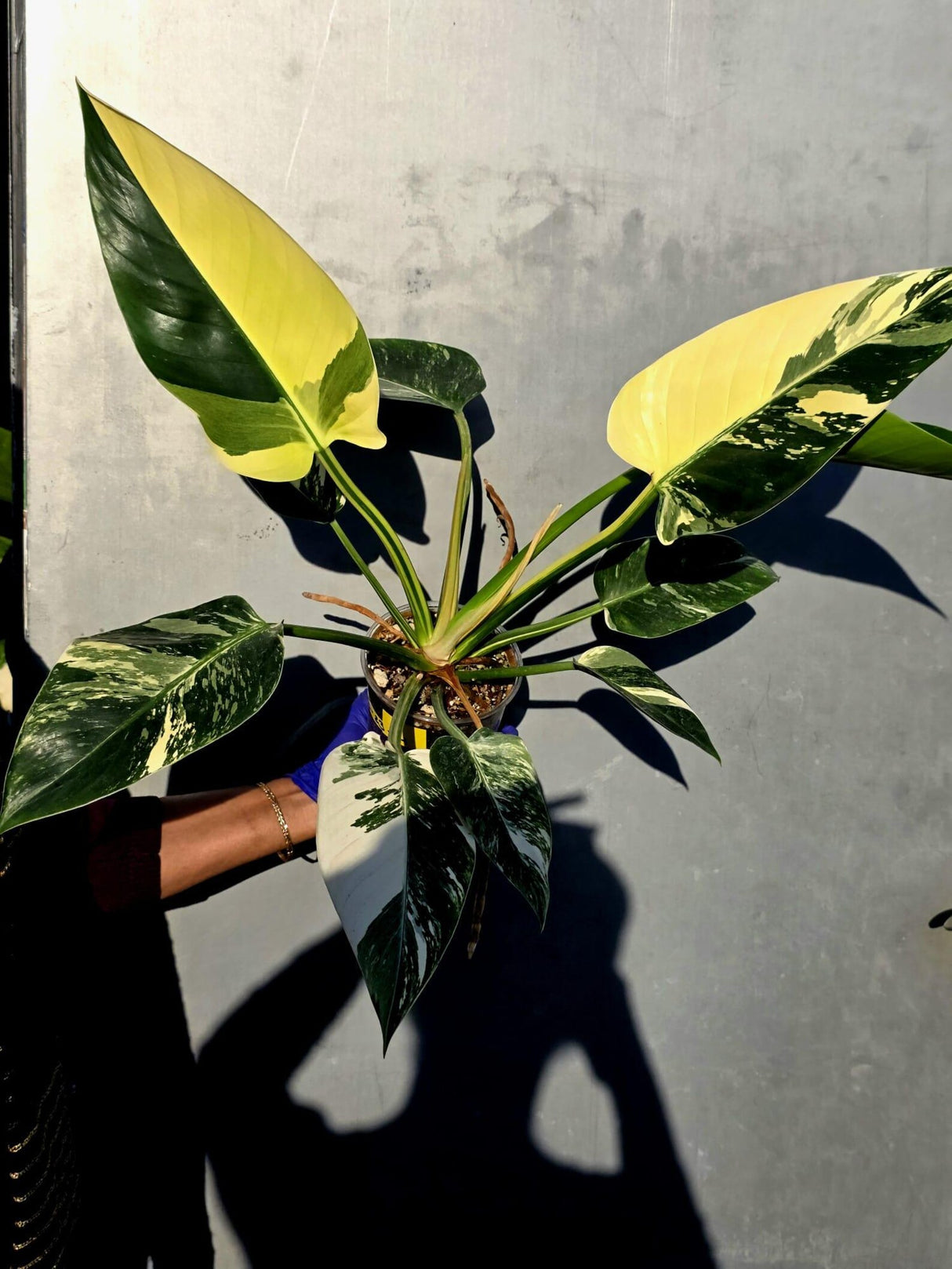 Variegated Philodendron Green Congo Original - Large Form (June-23-54)