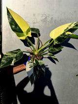 Variegated Philodendron Green Congo Original - Large Form (June-23-54)
