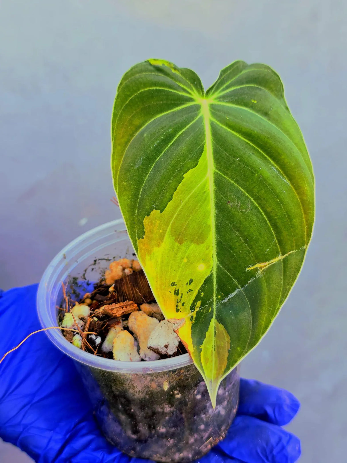 Philodendron Melanochrysum Variegated -(June-21-14)