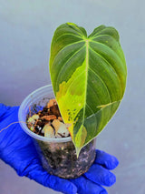 Philodendron Melanochrysum Variegated -(June-21-14)
