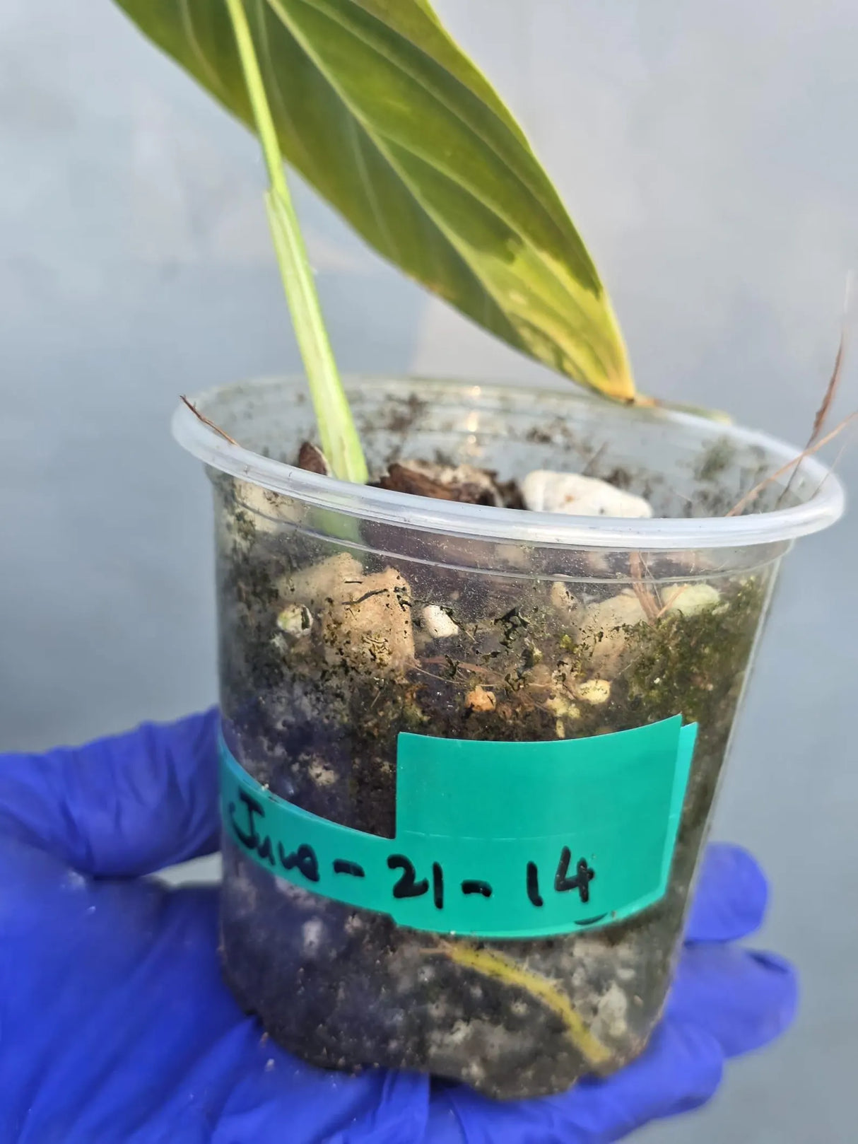 Philodendron Melanochrysum Variegated -(June-21-14)