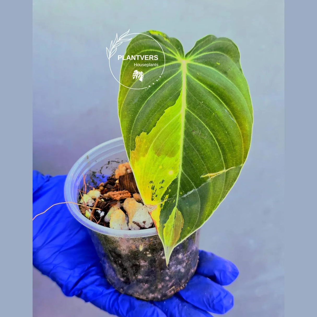 Philodendron Melanochrysum Variegated -(June-21-14)