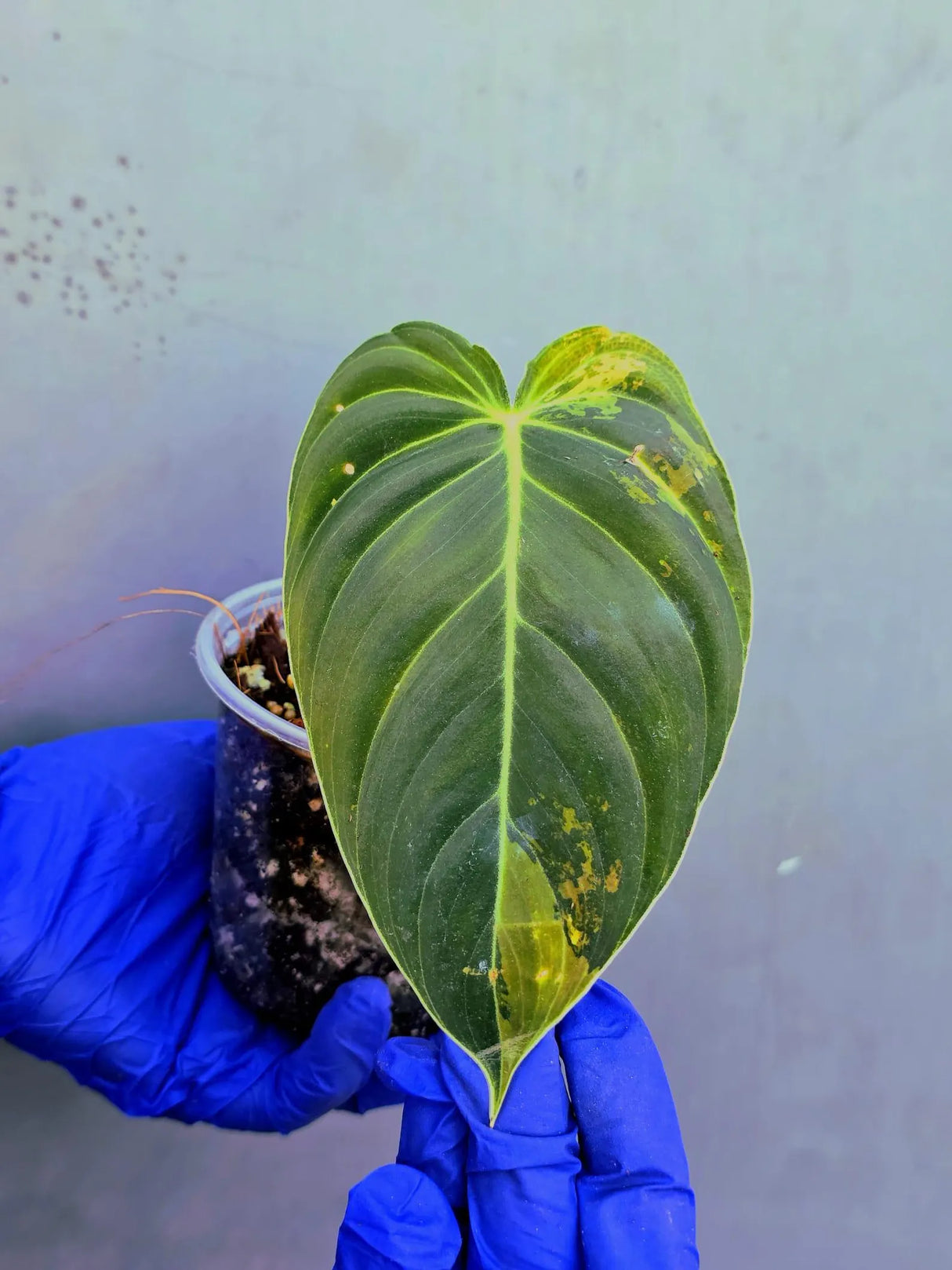 Philodendron Melanochrysum Variegated -(June-21-11)