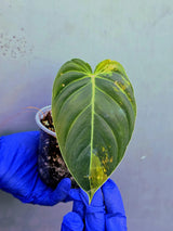 Philodendron Melanochrysum Variegated -(June-21-11)