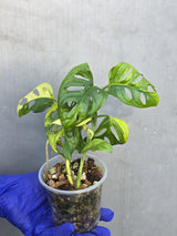Monstera Adansonii Aurea Variegated - Swiss Cheese Premium (June-23-24)