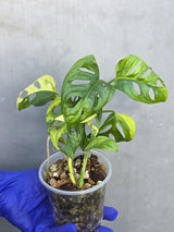 Monstera Adansonii Aurea Variegated - Swiss Cheese Premium (June-23-24)