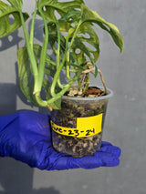 Monstera Adansonii Aurea Variegated - Swiss Cheese Premium (June-23-24)