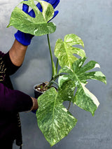 Monstera Deliciosa Platinum Live Plant - Super Rare Variegated Monstera (June-22-46-ER)