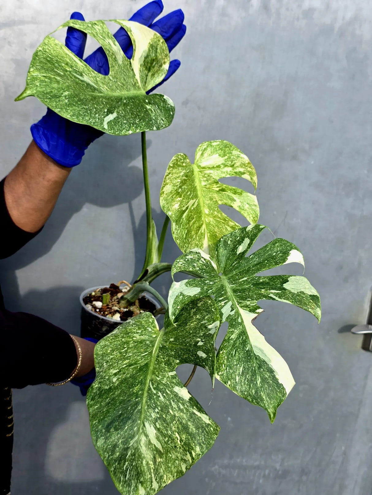 Monstera Deliciosa Platinum Live Plant - Super Rare Variegated Monstera (June-22-46-ER)
