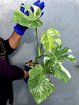 Monstera Deliciosa Platinum Live Plant - Super Rare Variegated Monstera (June-22-46-ER)