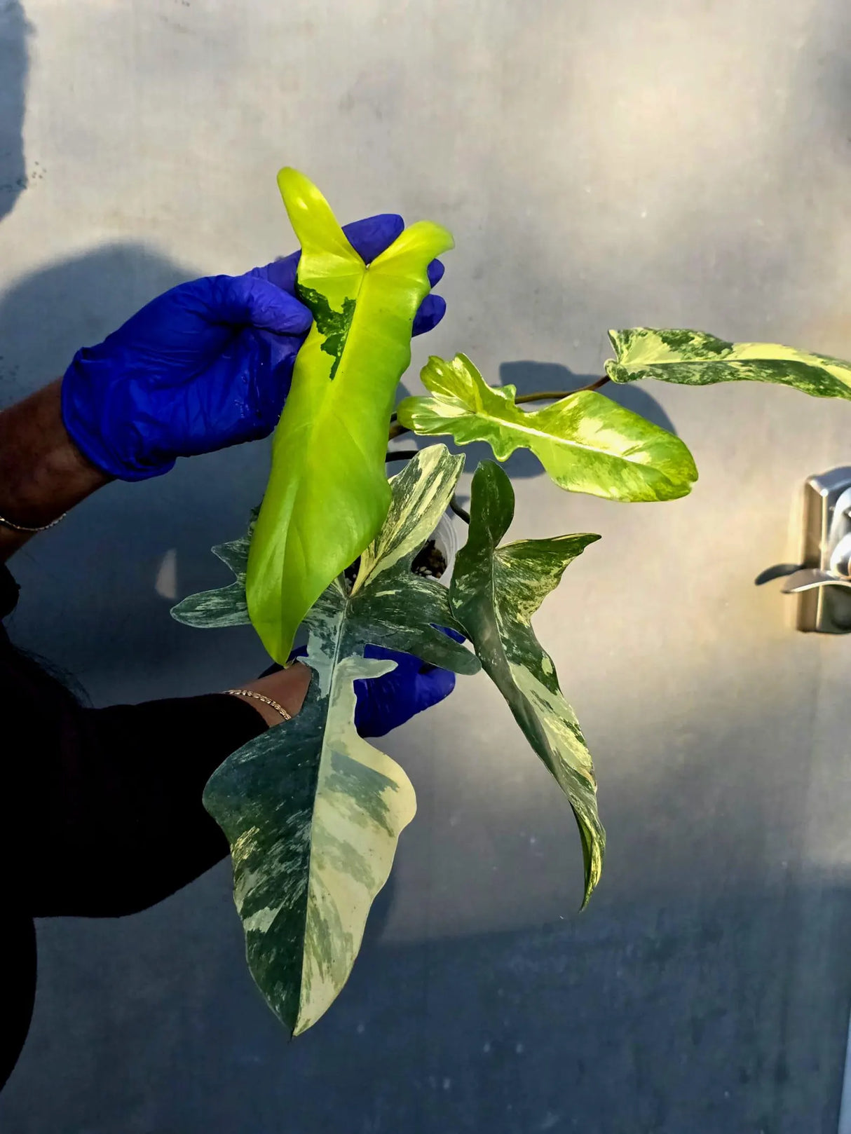 Variegated Philodendron Florida Beauty x Mayoi - Super Rare Plant (June-22-107-ER)