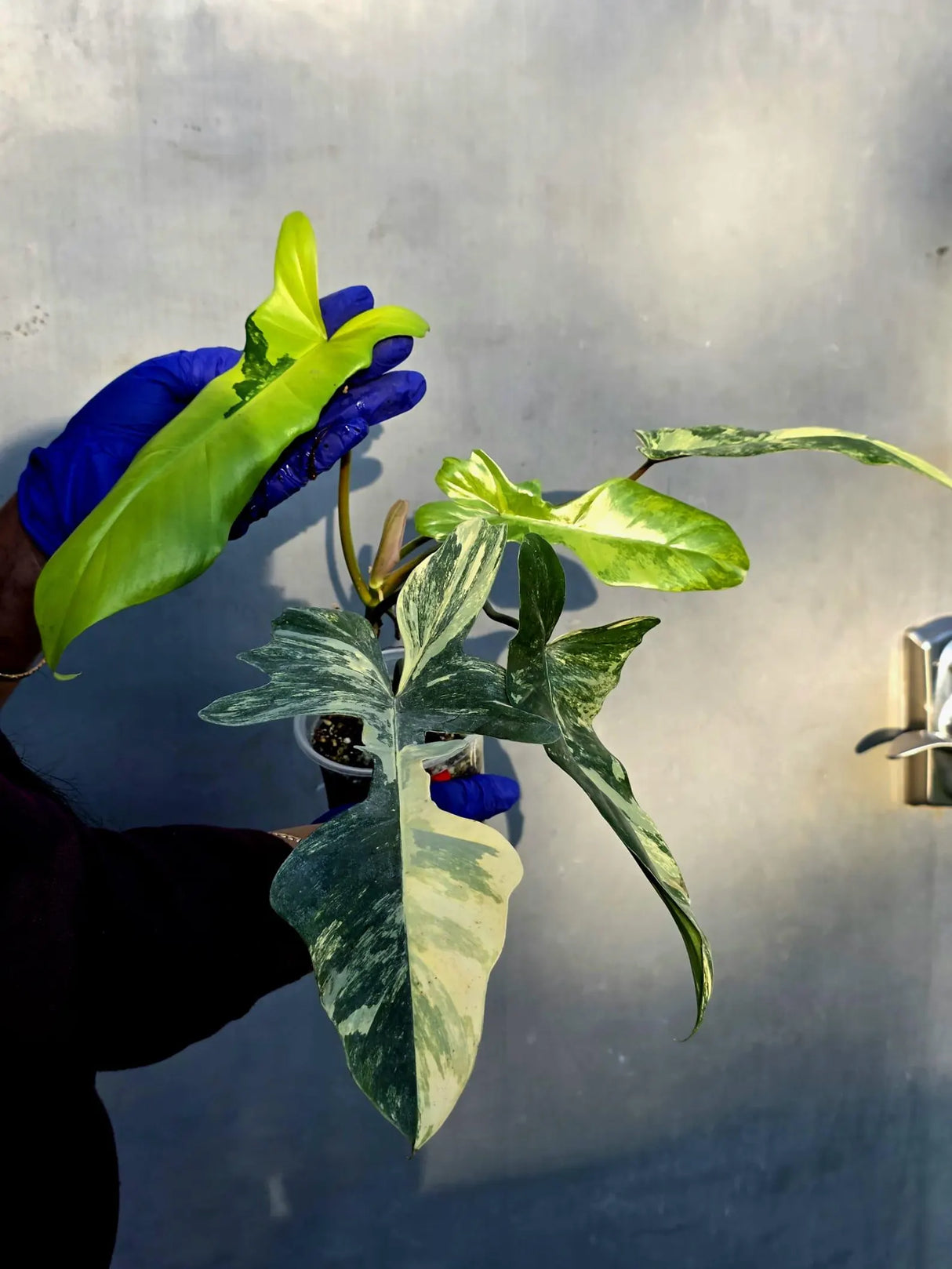 Variegated Philodendron Florida Beauty x Mayoi - Super Rare Plant (June-22-107-ER)