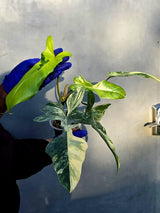 Variegated Philodendron Florida Beauty x Mayoi - Super Rare Plant (June-22-107-ER)