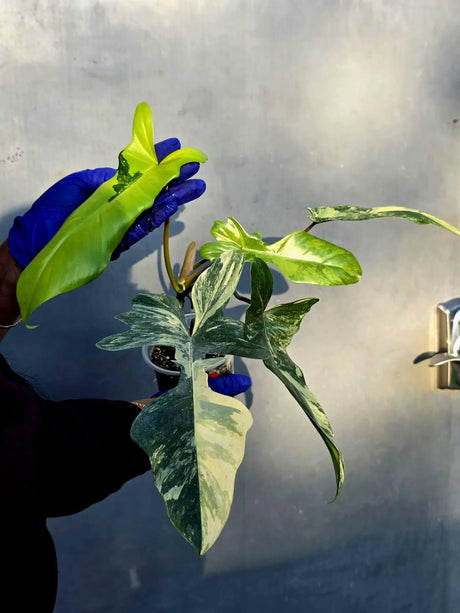 Variegated Philodendron Florida Beauty x Mayoi - Super Rare Plant (June-22-107-ER)