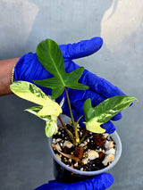 Variegated Philodendron Florida Beauty - Rare Collector Plant (June-22-118-ER)