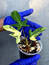 Variegated Philodendron Florida Beauty - Rare Collector Plant (June-22-118-ER)