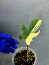 Variegated Philodendron Florida Beauty - Rare Collector Plant (June-22-124-ER)