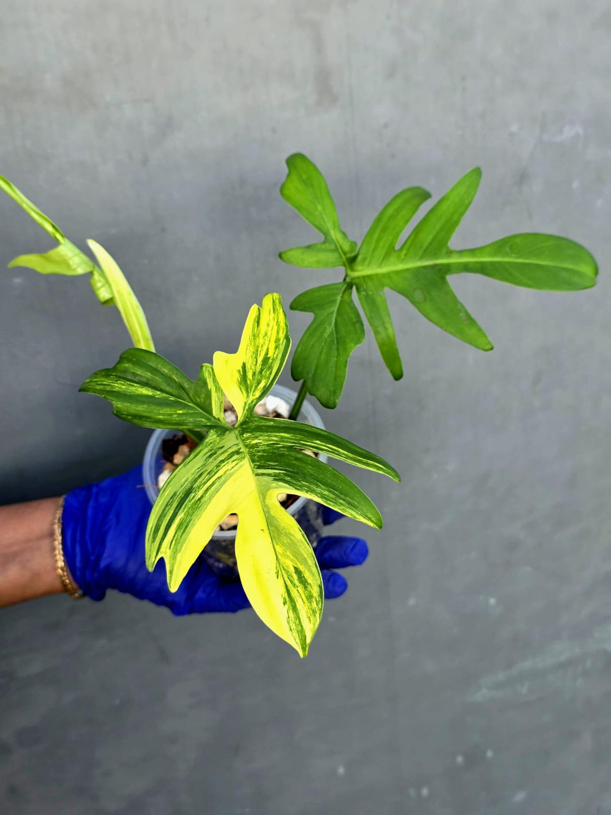 Variegated Philodendron Florida Beauty - Rare Collector Plant - Exact Plant (June-21-21-ER)