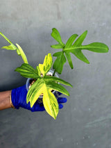 Variegated Philodendron Florida Beauty - Rare Collector Plant - Exact Plant (June-21-21-ER)