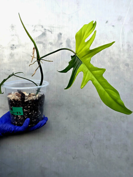 Variegated Philodendron Florida Beauty x Mayoi - Super Rare Plant (June-21-57-ER)