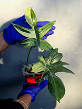 Philodendron Pedatum Variegated - Rare Variegated Oak Leaf (June-22-105-ER)
