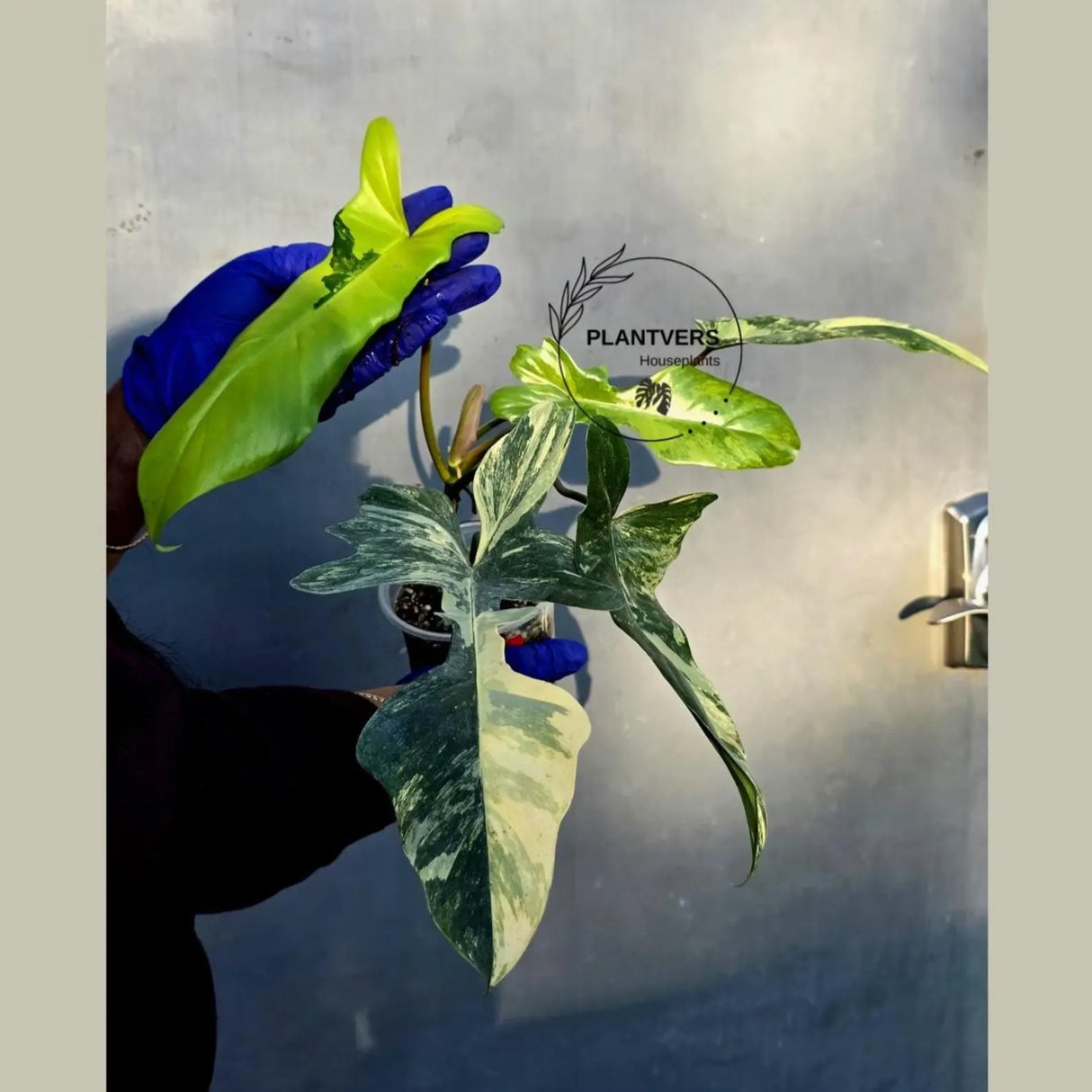 Variegated Philodendron Florida Beauty x Mayoi - Super Rare Plant (June-22-107-ER)