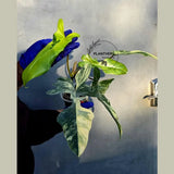 Variegated Philodendron Florida Beauty x Mayoi - Super Rare Plant (June-22-107-ER)