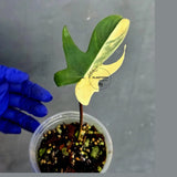 Variegated Philodendron Florida Beauty - Rare Collector Plant (June-22-124-ER)