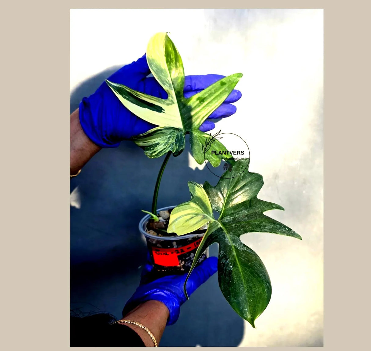 Philodendron Pedatum Variegated - Rare Variegated Oak Leaf (June-22-105-ER)