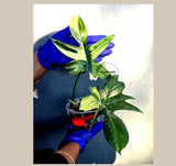 Philodendron Pedatum Variegated - Rare Variegated Oak Leaf (June-22-105-ER)