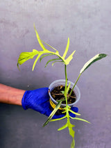 Philodendron Florida Beauty x Tortum Extremely (June-23-49-ER )