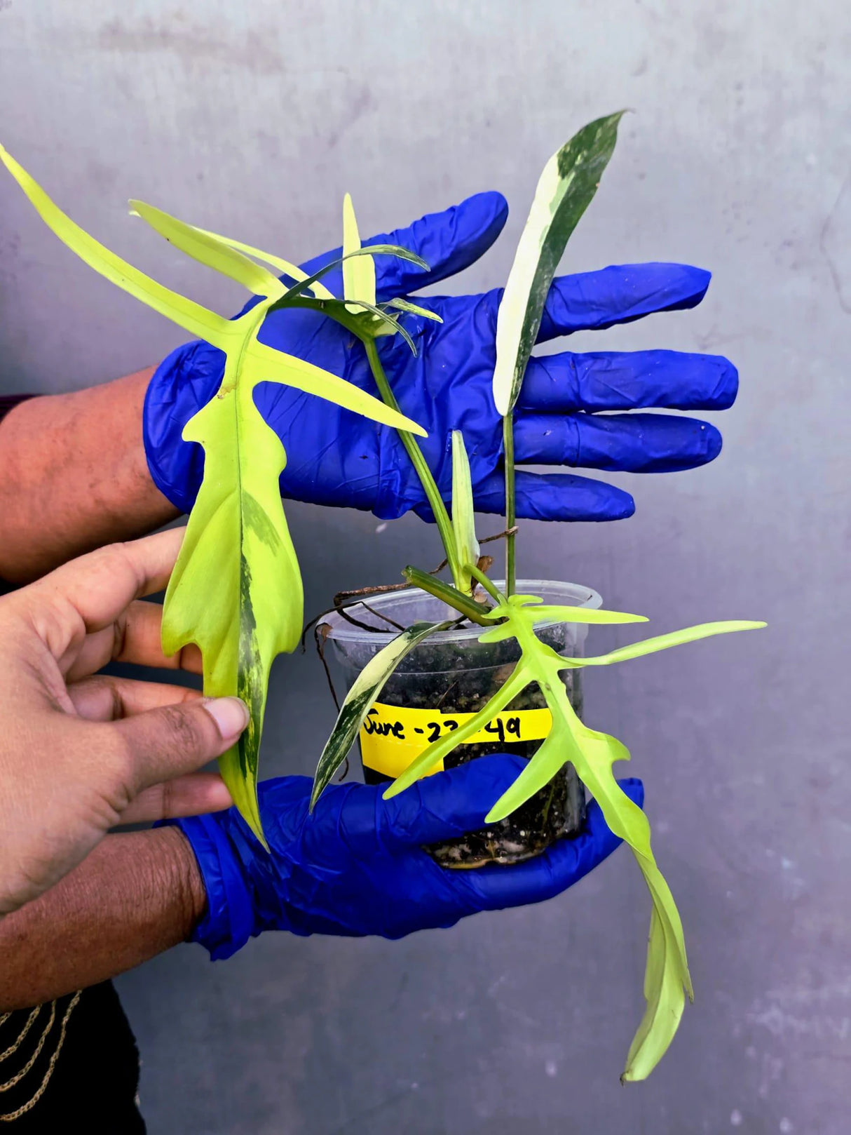 Philodendron Florida Beauty x Tortum Extremely (June-23-49-ER )