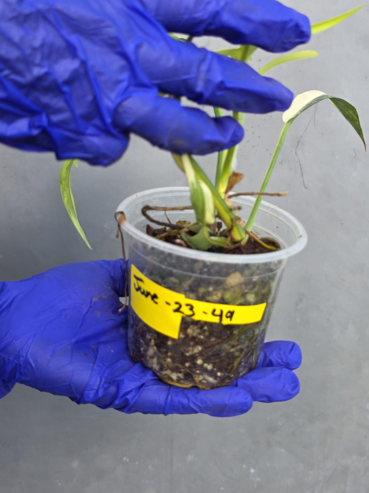 Philodendron Florida Beauty x Tortum Extremely (June-23-49-ER )
