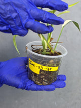 Philodendron Florida Beauty x Tortum Extremely (June-23-49-ER )